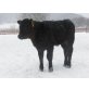 Aberdeen Angus - weiblich