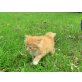 Abessinien, Hauskatze - Kater