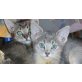 Abessinier-Edelmischung - Kater