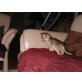 Abessinier - Kater