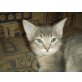 Abessinier-Mischling - Kater