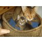 Abessinier Mischlinge - Kater