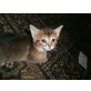 Abessinier - Mischlinge - Kater
