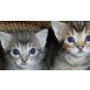 Abessinier Mischlinge - Katze