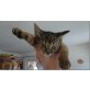 Abessinier-Mischlinge - Katze