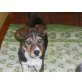Abi sucht ein liebevolles Zuhause, Jack Russel Mischling Welpen - Hündin