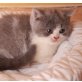 Abigail, Britisch Kurzhaarkatze - Katze