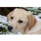 Abiona Aika, Labrador Retriever Welpen - Hündin