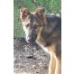 Abram, Deutscher Schäferhund Welpen - Rüde