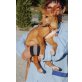 Abril, Podenco Andaluz Welpen - Hündin
