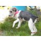 Abril,sehr verschmust,ruhig+lieb, Foxterrier-Mischling Welpen - Hündin