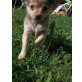Abu, Chihuahua langhaariger Schlag Welpen - Rüde