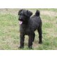 Abu, Puli-Mix - Rüde