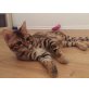 Acari, Bengalkatze - Kater