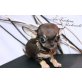Ace Ventura, Chihuahua kurzhaariger Schlag Welpen - Rüde