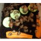 Achatina Fulica Jungtiere/Babys - Zwitter