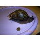 Achatschnecke (Achatina achatina) - Zwitter