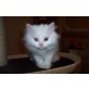 Achilles, Perser - Kater