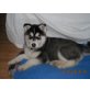 Achilles, Siberian Husky - Rüde