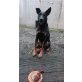 Acro, schäferhund u. Dobberman - Rüde