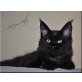 Action Lady, Maine Coon - Katze