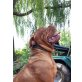Ada/Amazon, Bordeauxdogge Welpen - Hündin