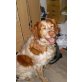 Ada, Bretonen Spaniel - Hündin