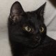 Ada, schwarze - Katze