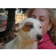 Ada sucht zuhause oder Pflegestelle, Dalmatiner-Mix - Hündin