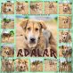 Adalar, Mix - Rüde