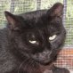 Adalina, schwarze - Katze