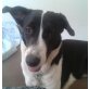Adam, Adam, großer Hundebub sucht Familie PLZ 93152 - Rüde