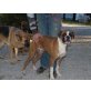 Adam, Boxer - Rüde