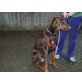 Adam, Dobermann - Rüde