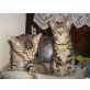 Adam & Paul, EKH - Kater
