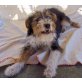 Adamo, Foxterrier Mix Welpen - Rüde