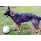 Addi , Deutscher Schäferhund - Rüde