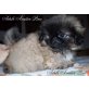 Adele Avatar Pinc, Pekinese Welpen - Hündin