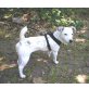 Adelka-Abby, Jack-Russell-Terrier - Hündin