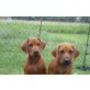 Adenike Hope Sweet Ridge, Rhodesian Ridgeback - Hündin