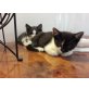 Adi und Edi, Hauskatzen mit längerem Fell - Kater