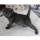 Adira, Britisch Kurzhaarkatze - Katze