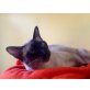 Adithiya , Thai - Kater