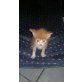 Adonis, Maine Coon- EKH mix - Kater