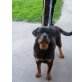 Adonis und King, Rottweiler - Rüde