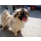 Adonisz, Tibet-Spaniel - Rüde