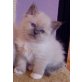 Adorable Birma Kätzchen - Katze