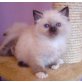 Adorable Birma Kätzchen - Katze