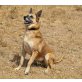 Adri, Malinois-Mix - Rüde
