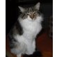 Adri, Norweger-Mischlingskatze - Katze